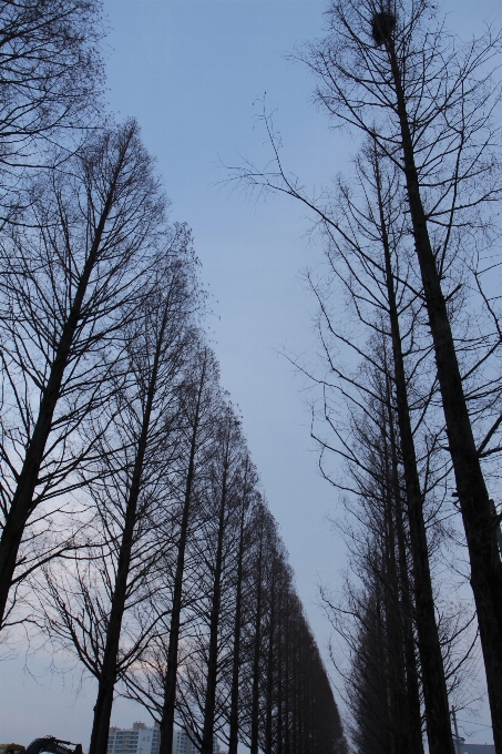 Landschaft baum wald zweig