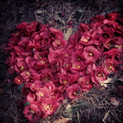 Plant leaf flower petal Photo