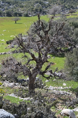 Foto árbol naturaleza planta flor