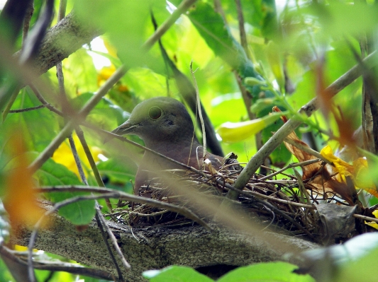 Nature branch bird wildlife Photo