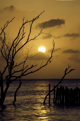 Foto Pantai lanskap laut pohon