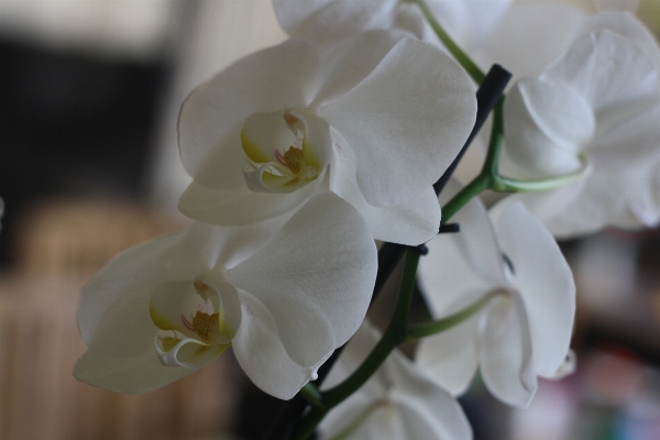 自然 花 植物 白 写真