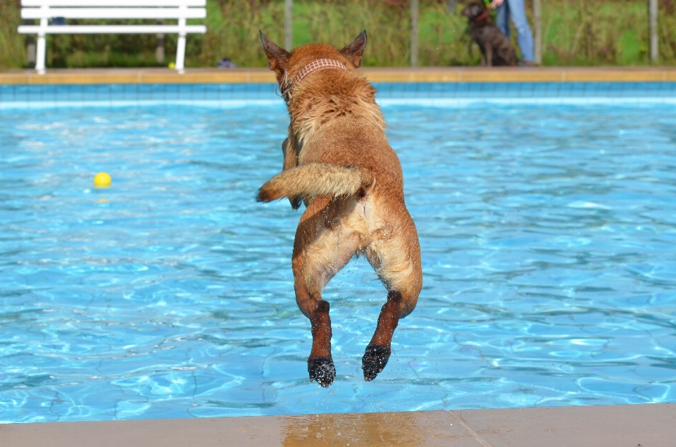 água cachorro pular verão