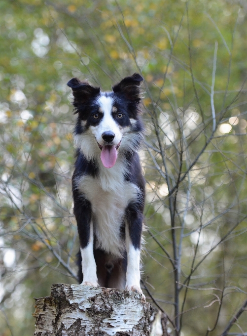 Naturaleza bosque perro abedul
