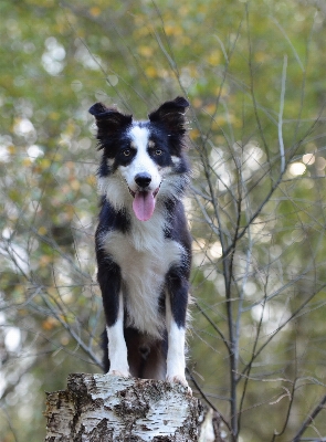 Foto Alam hutan anjing birch
