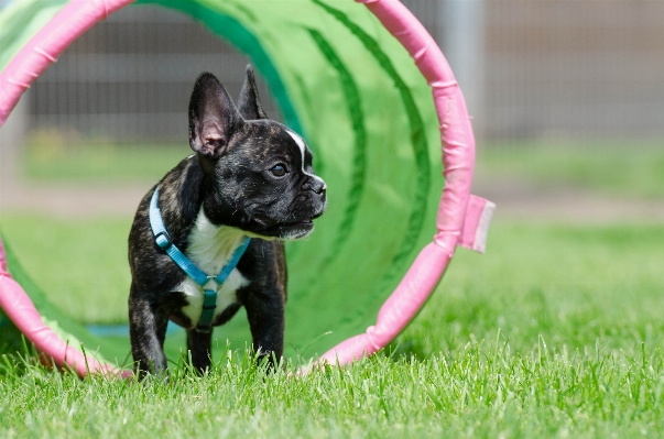 Meadow sweet puppy dog Photo