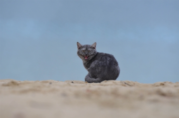 Beach sand kitten cat Photo