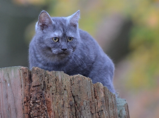 Ağaç orman kedi memeli Fotoğraf