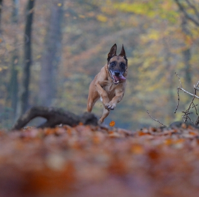 Foto Alam hutan anak anjing