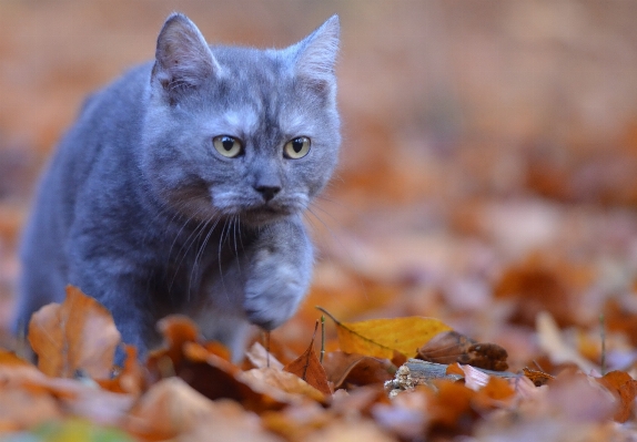 森林 小猫 猫 秋天 照片