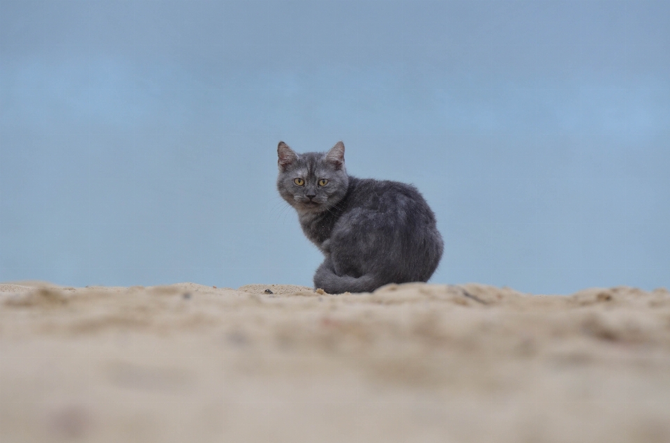 海滩 小猫 猫 哺乳动物