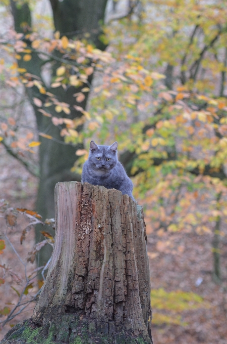 Drzewo natura las oddział