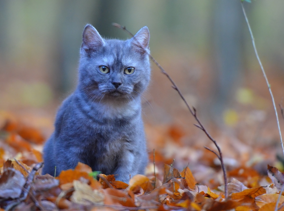 Naturaleza bosque dulce gatito