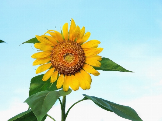 Landscape nature outdoor blossom Photo