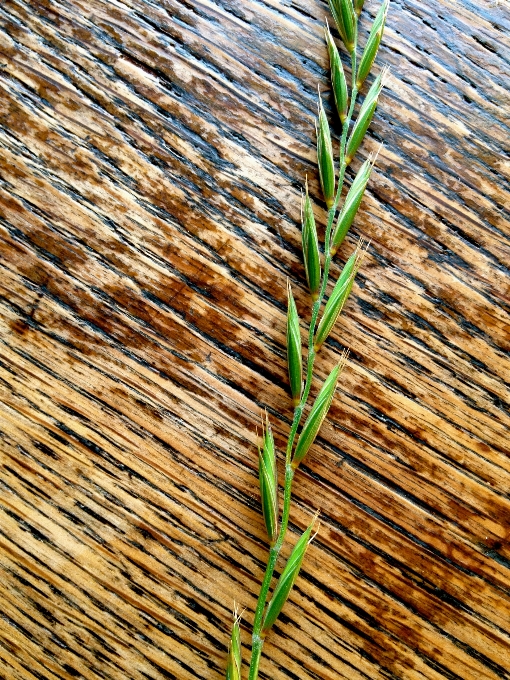 Arbre herbe bifurquer usine