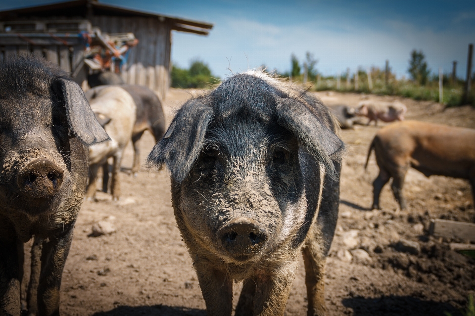 Granja fauna silvestre ganado mamífero