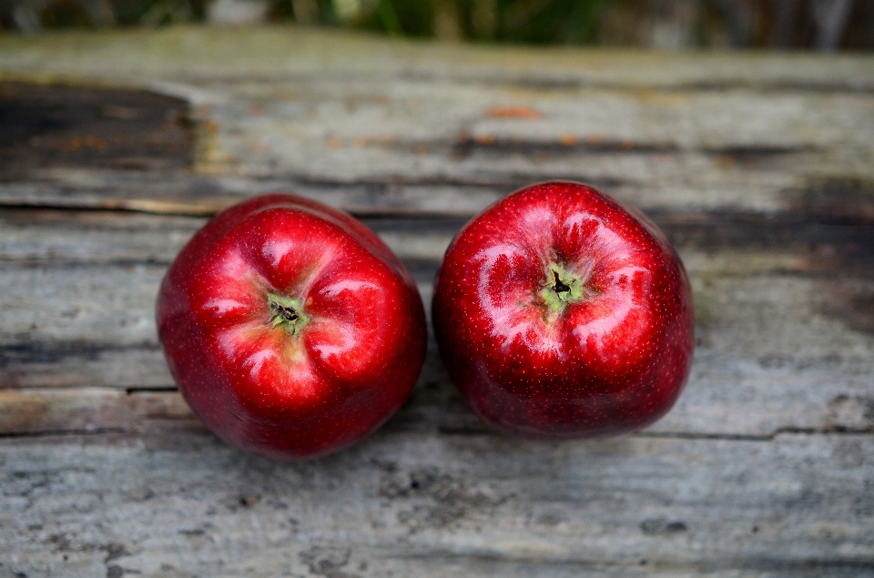 Apple zakład owoc kwiat