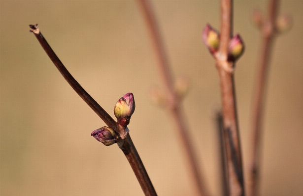 Nature branch blossom plant Photo