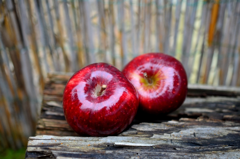 Apple zakład owoc kwiat