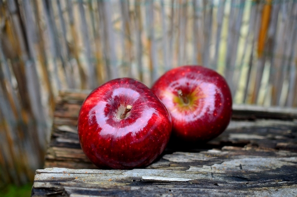 Apple anlage frucht blume Foto