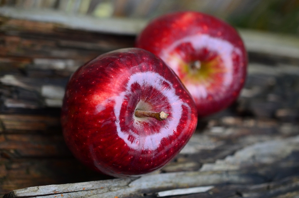 Apple usine fruit fleur