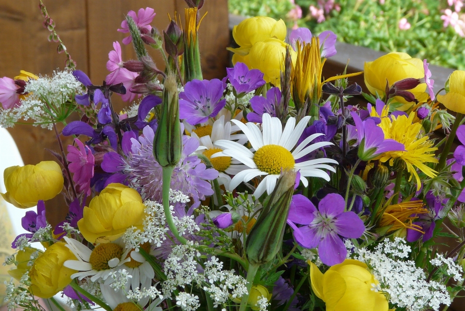 Blüte anlage blume alpin