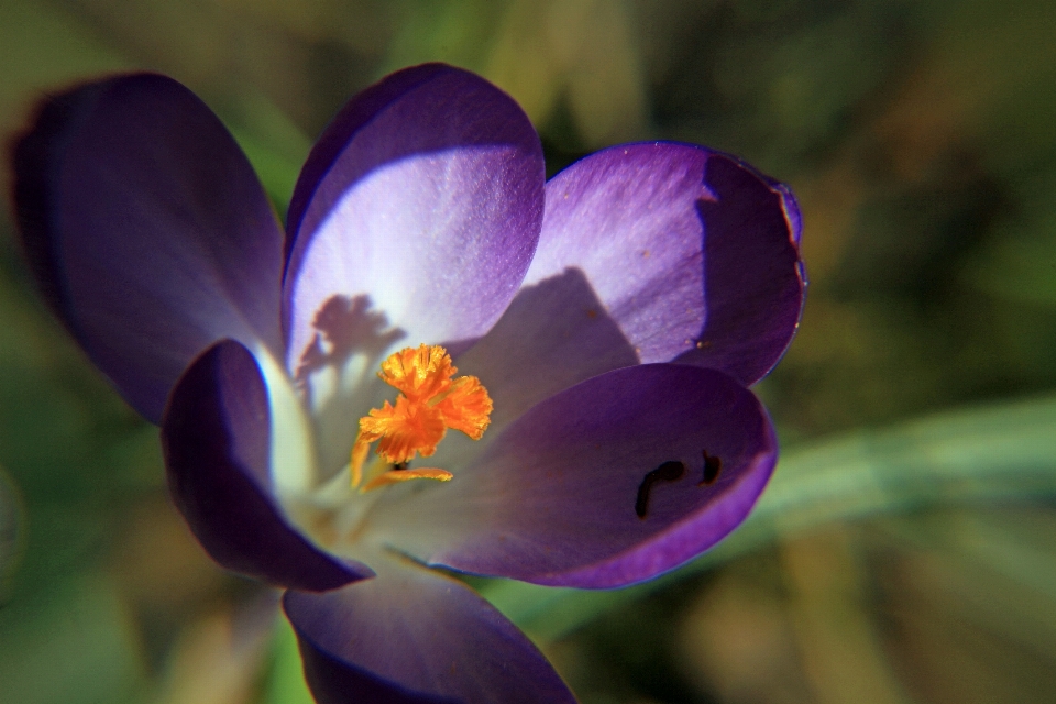 Natura kwitnąć zakład fotografia