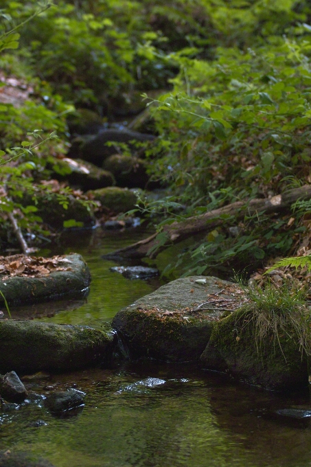 風景 木 水 自然