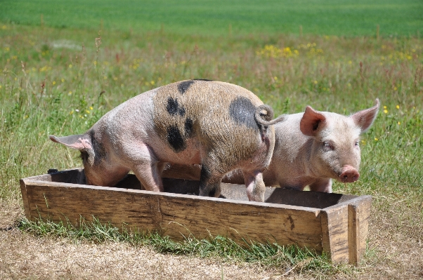 Farm pasture grazing mammal Photo