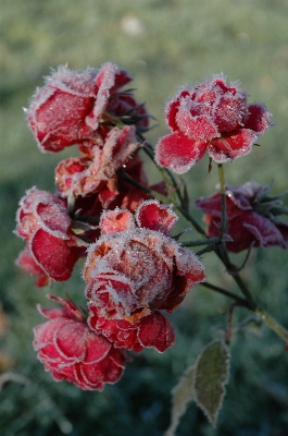 Blossom winter plant leaf Photo