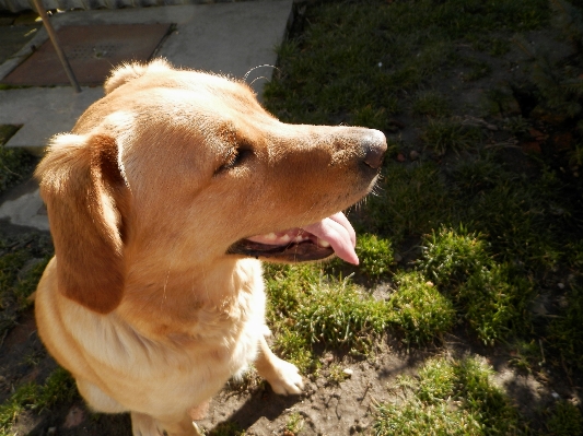 Foto Anjing satwa mamalia hewan peliharaan