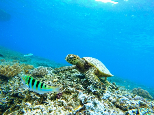 Sea ocean diving underwater Photo