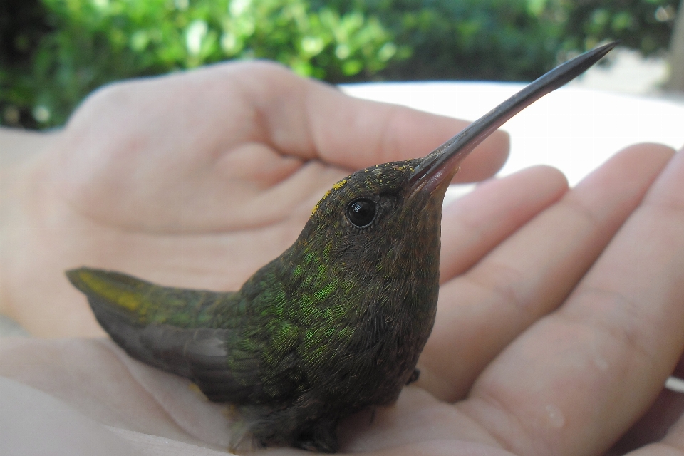 Pássaro verão verde bico