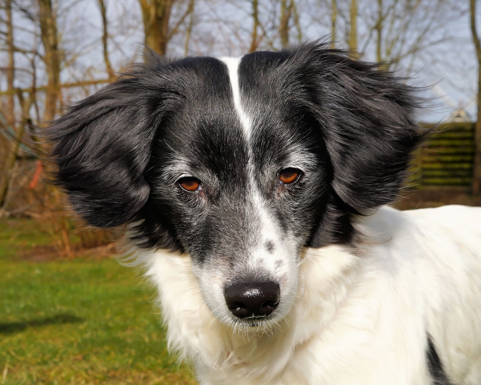 Bianco e nero
 dolce cane animale