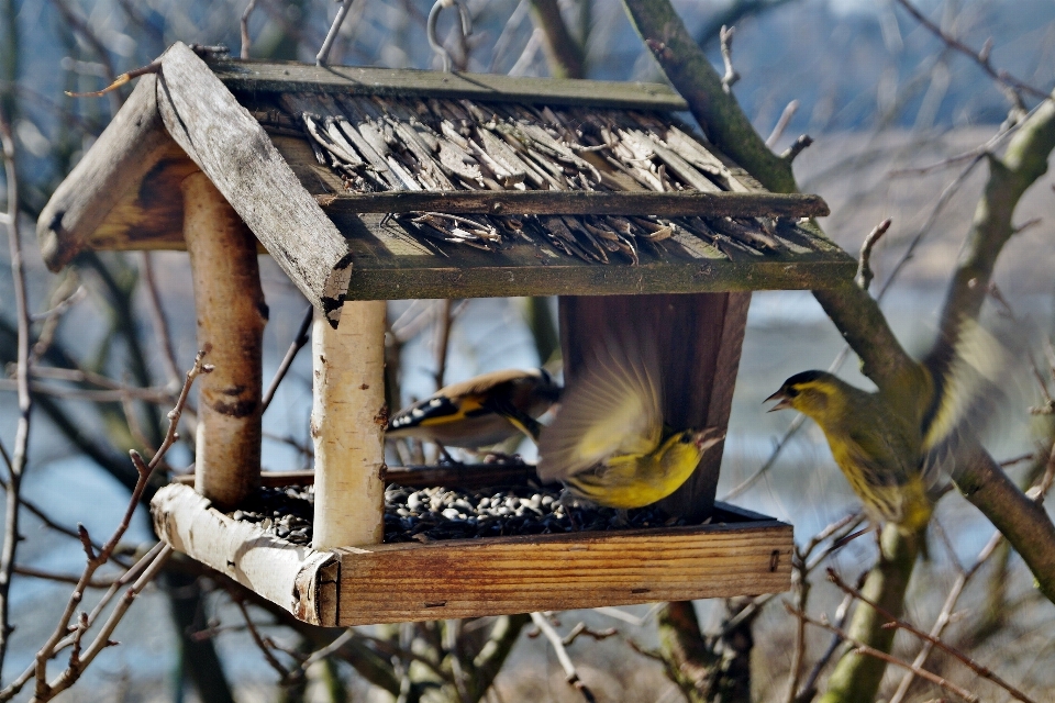 Nature bifurquer oiseau faune