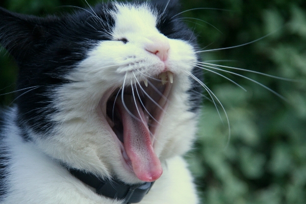 White animal pet cat Photo