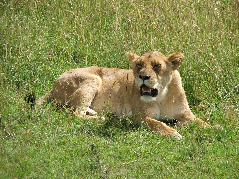 Natur gras abenteuer tier