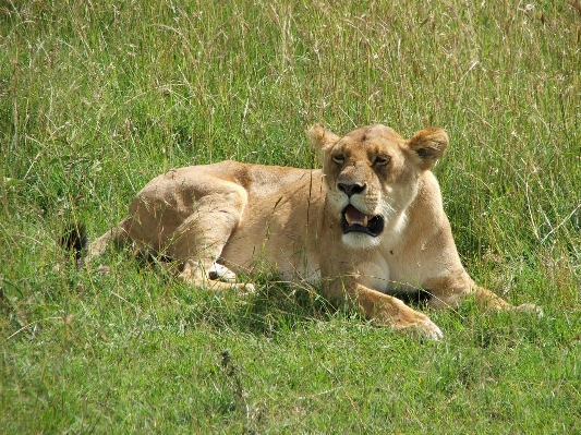 Nature grass adventure animal Photo