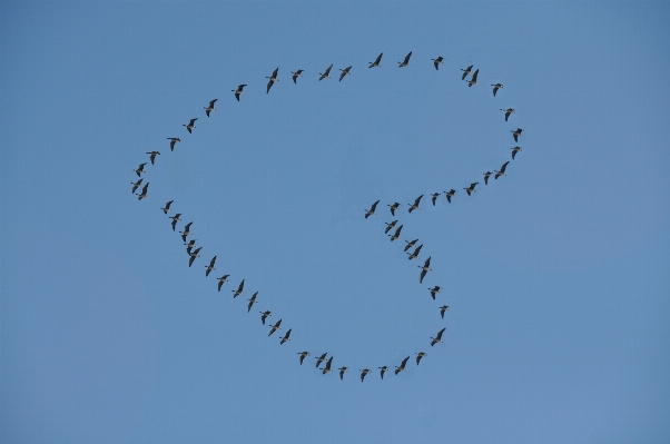 Branch bird wing sky Photo