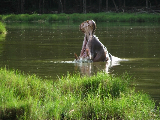 水 草 湖 動物 写真