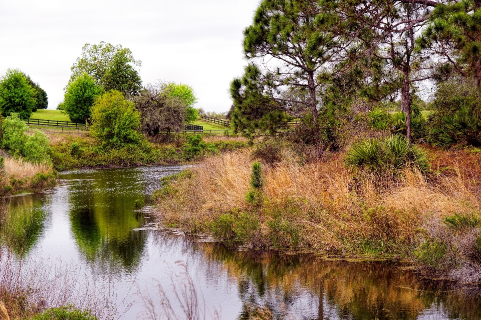 Paysage arbre eau nature