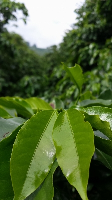 Foto Pohon alam hutan cabang