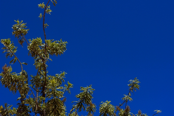 Tree nature branch blossom Photo