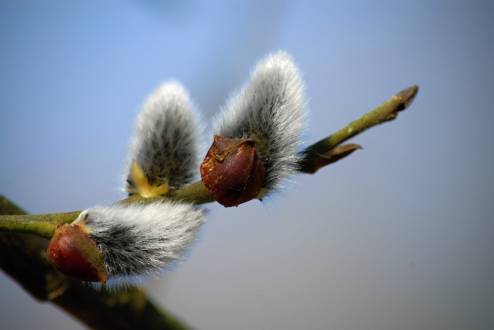 Natura ramo uccello fiore