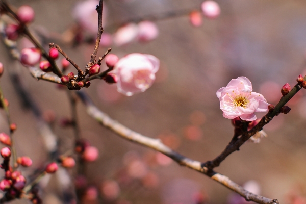 Forest branch blossom plant Photo