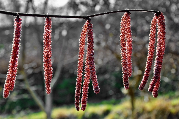 木 自然 ブランチ 植物 写真