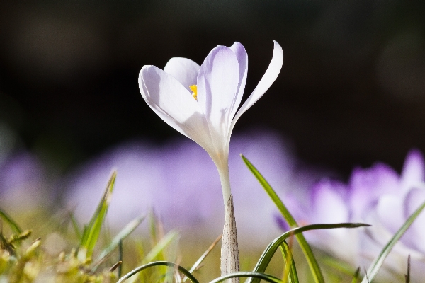 Foto Natureza florescer plantar flor