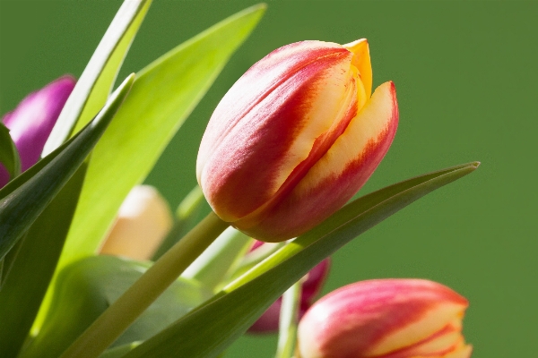 Nature blossom plant flower Photo