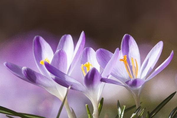 Photo Nature fleurir usine fleur