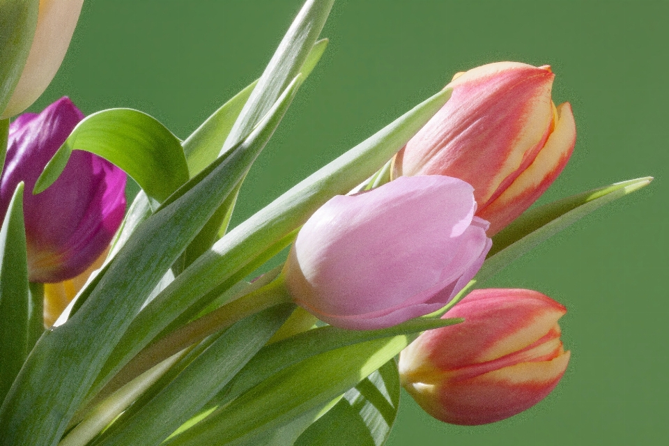 Nature blossom plant flower